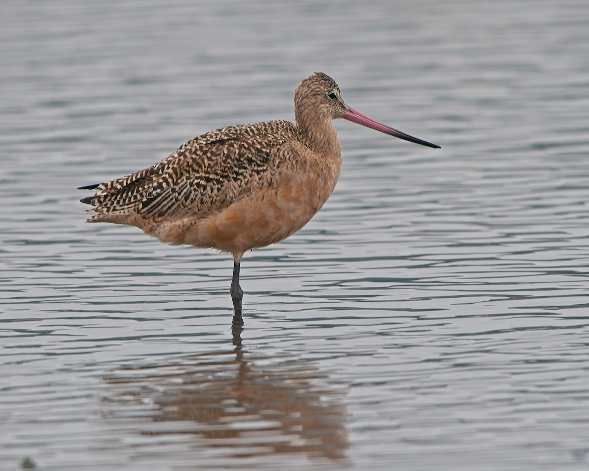 Marbled Godwit - ML642891652