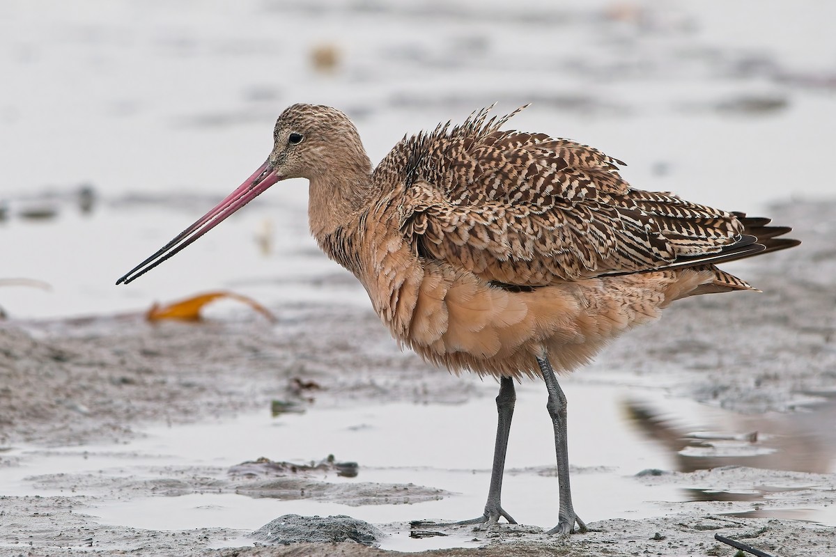 Marbled Godwit - ML642891653