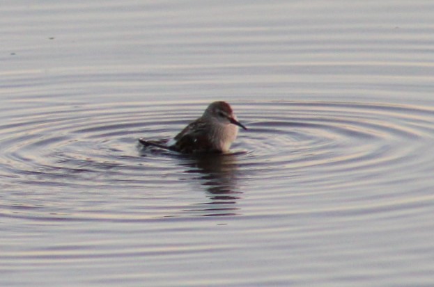 Bécasseau d'Alaska - ML642891665