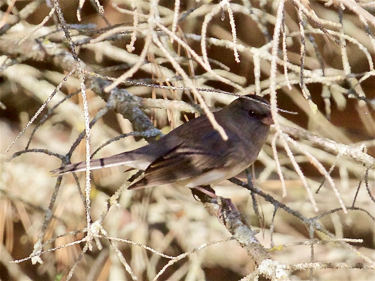 Junco ardoisé - ML642891678