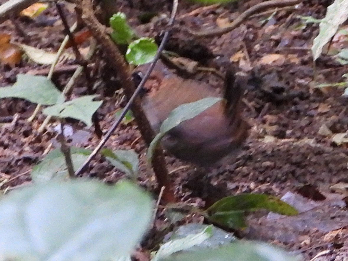 Black-faced Antthrush - ML642891724