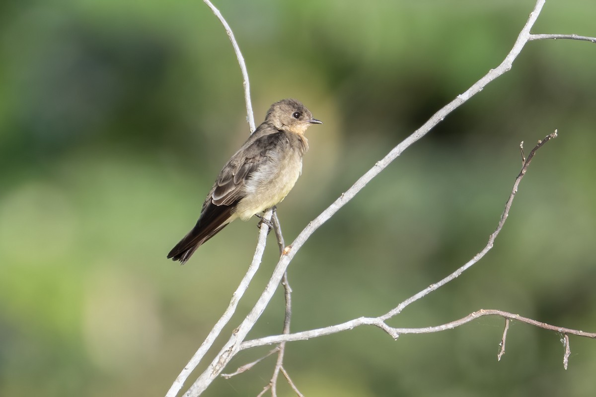 Southern Rough-winged Swallow - ML642891725