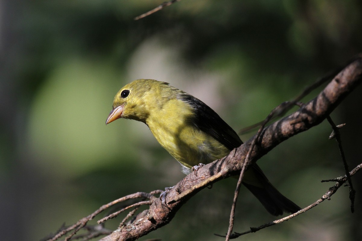 アカフウキンチョウ - ML642891729