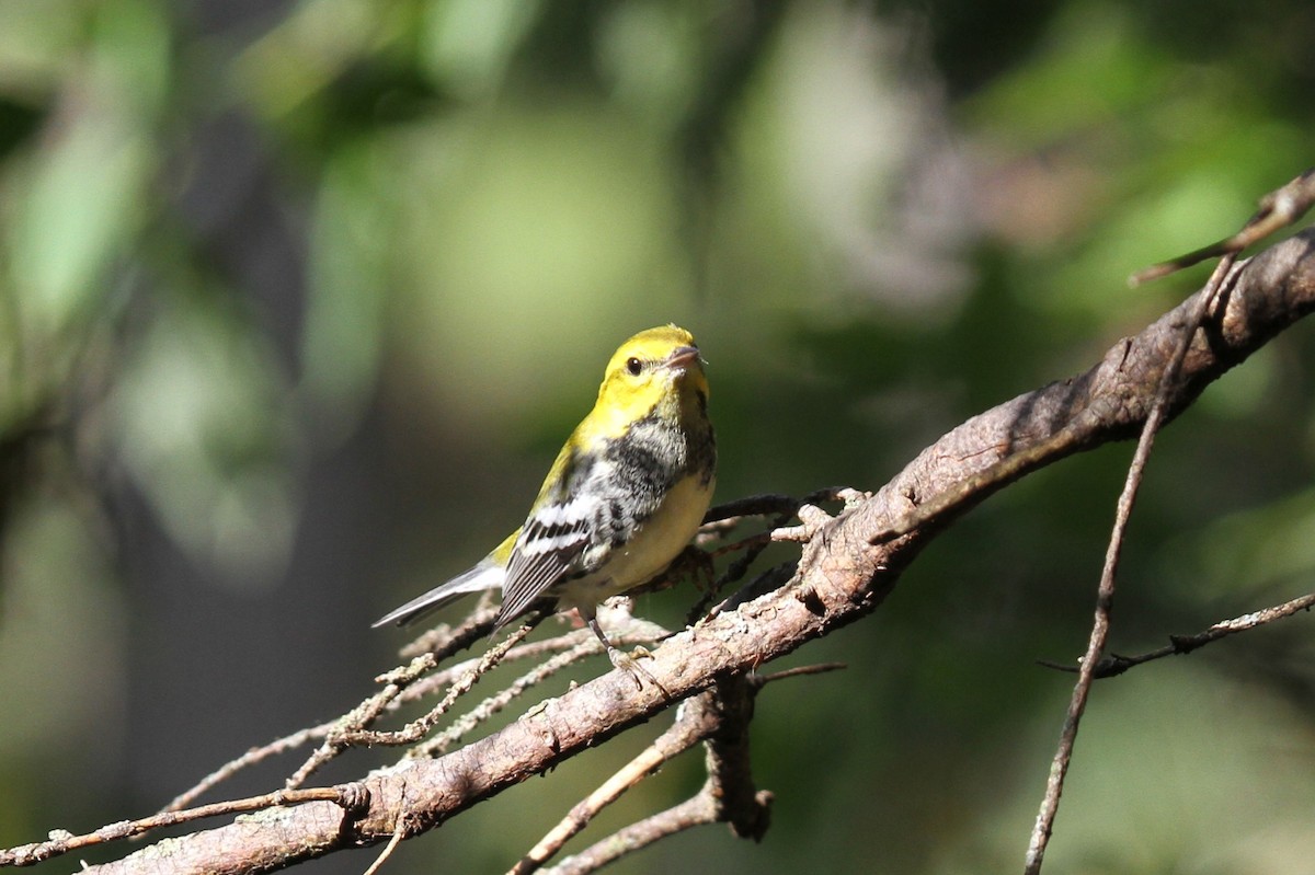 ノドグロミドリアメリカムシクイ - ML642891733