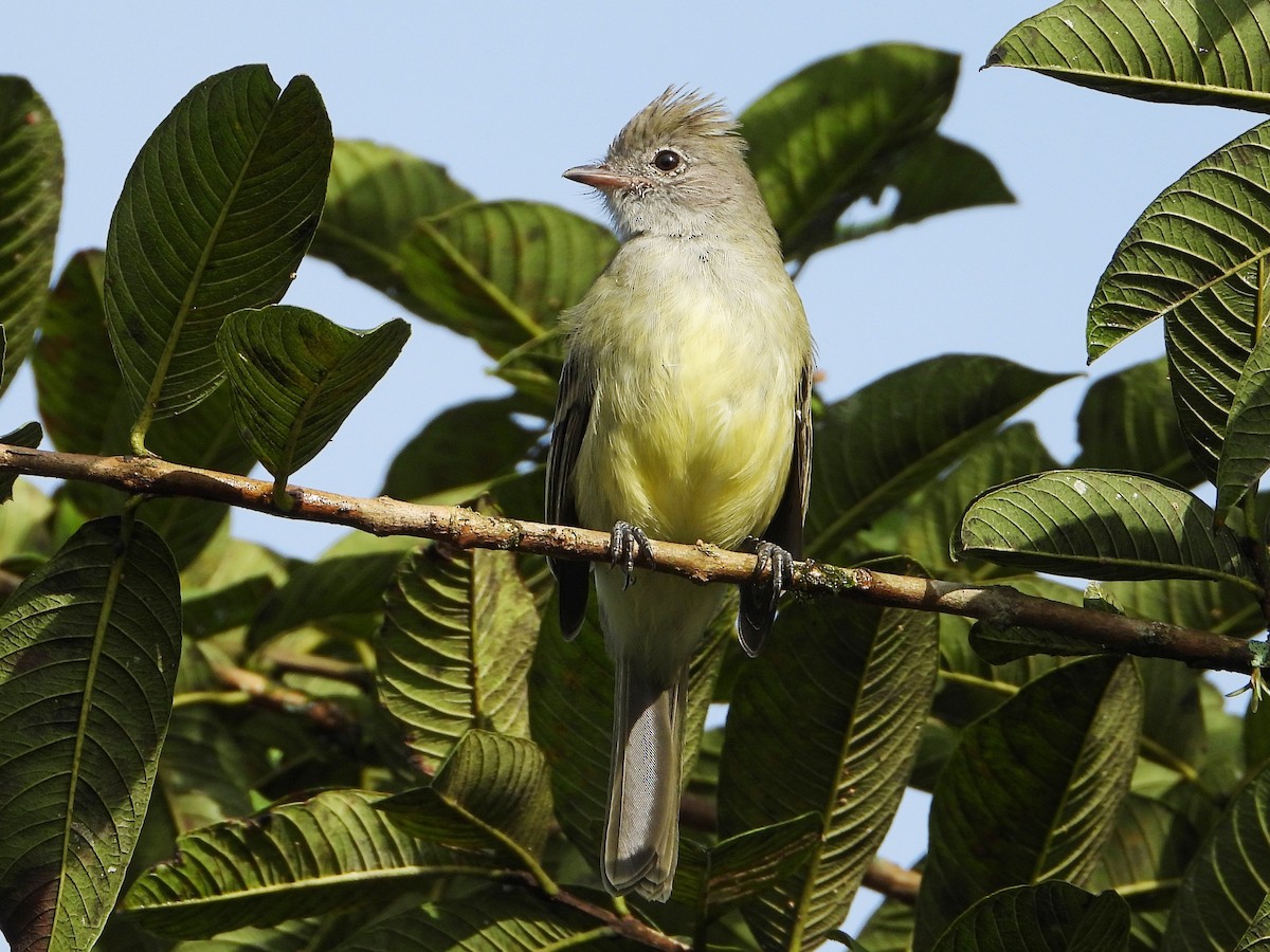 Yellow-bellied Elaenia - ML642891738