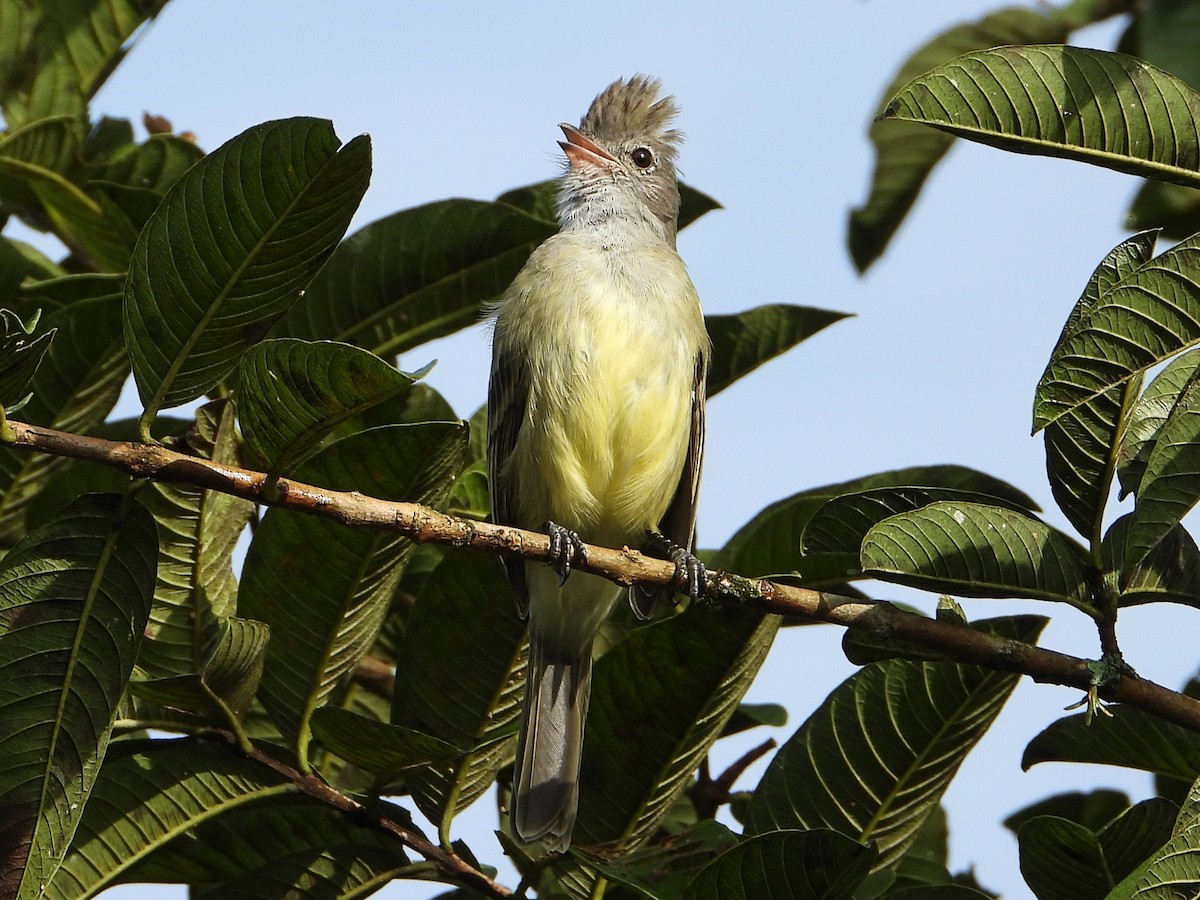 Yellow-bellied Elaenia - ML642891744