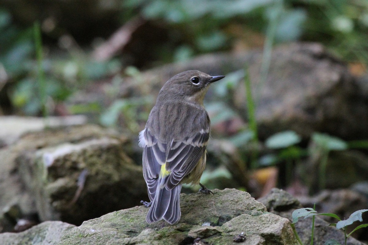 キヅタアメリカムシクイ - ML642891758