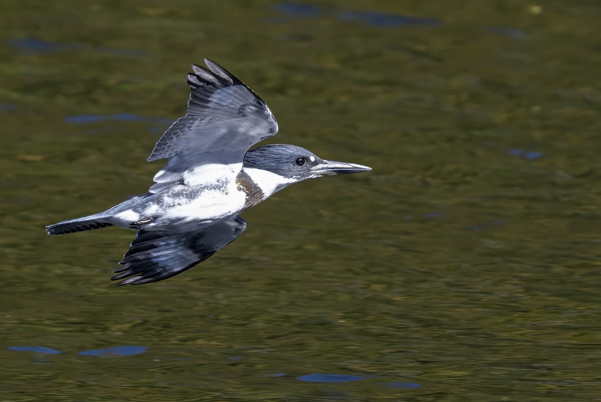 Belted Kingfisher - ML642891759