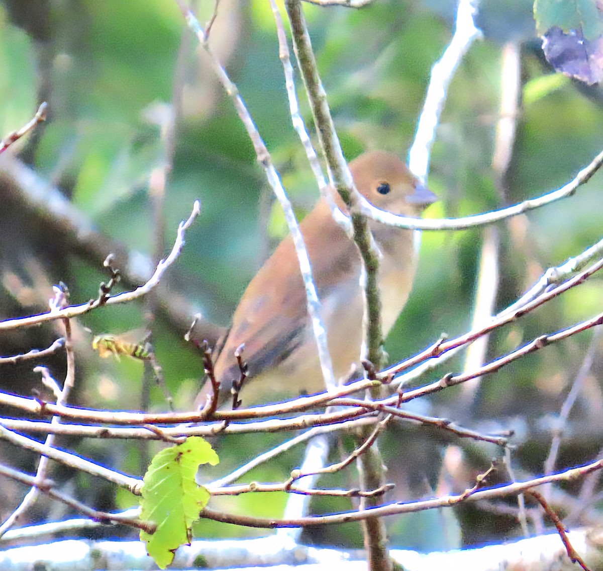 Indigo Bunting - ML642891778