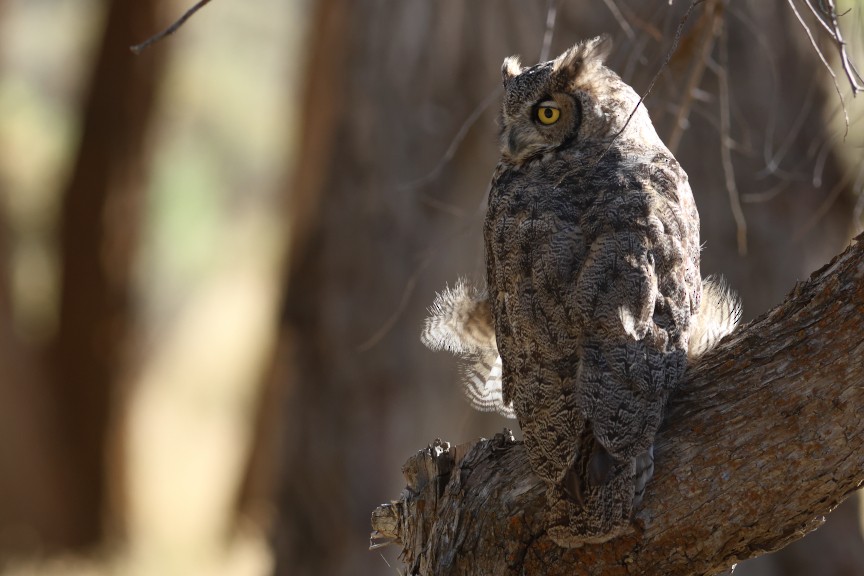 Great Horned Owl - ML642891783