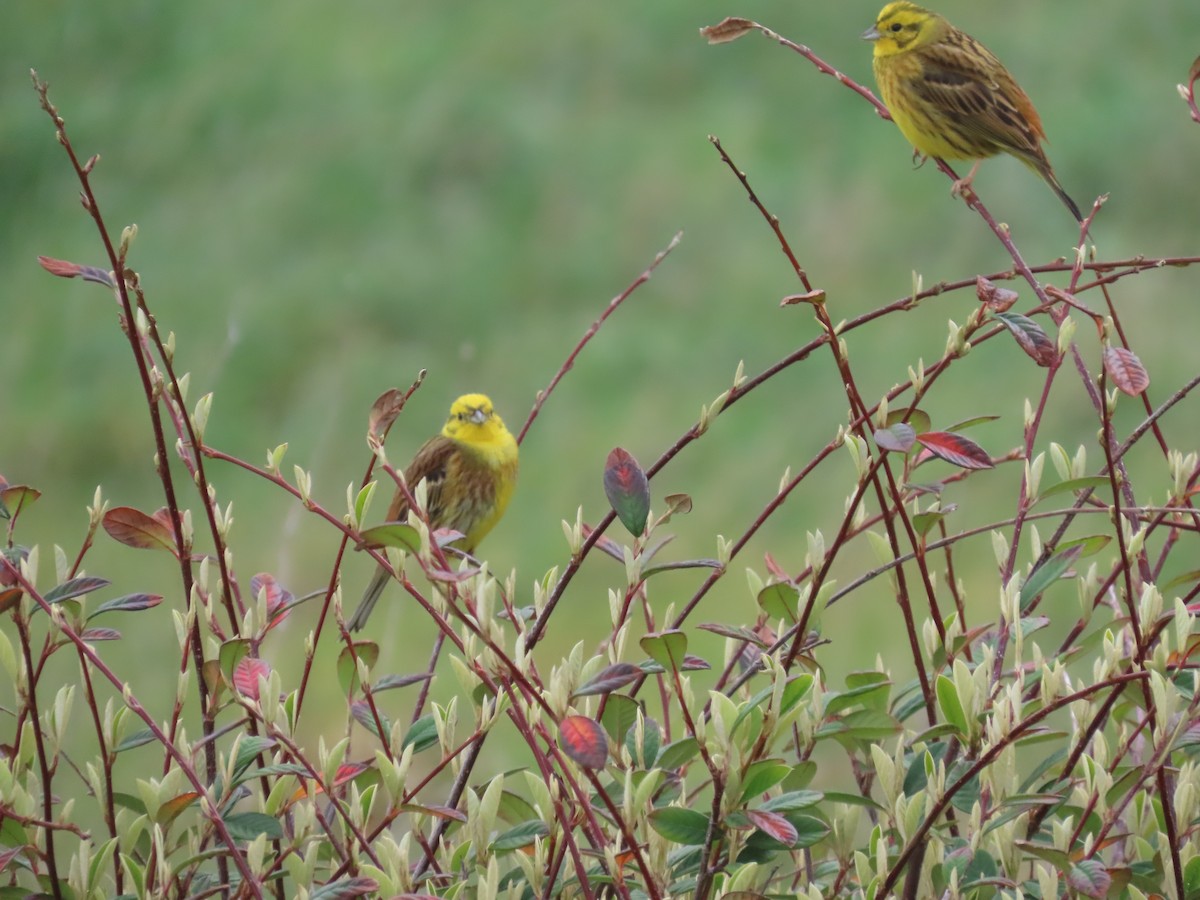 Yellowhammer - ML642891787