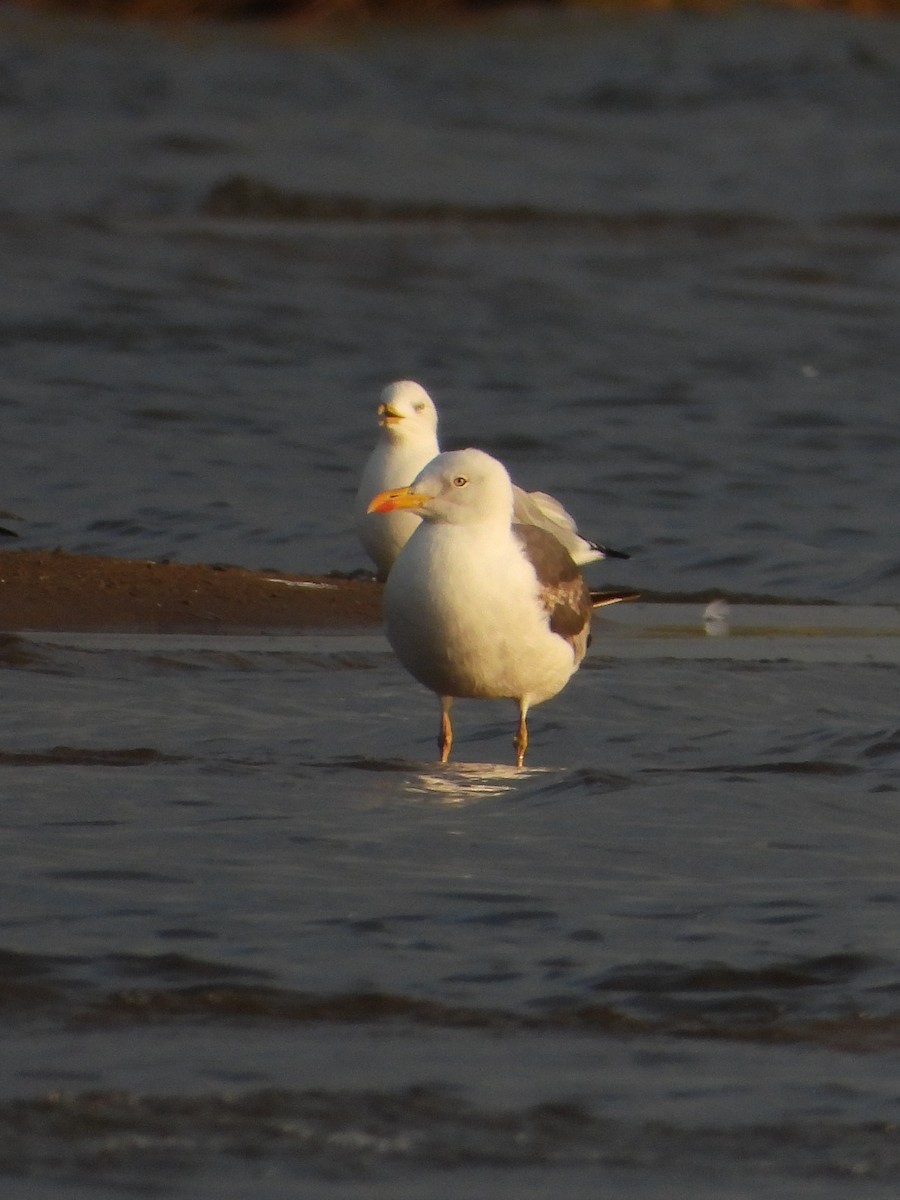 Lesser Black-backed Gull - ML642891795