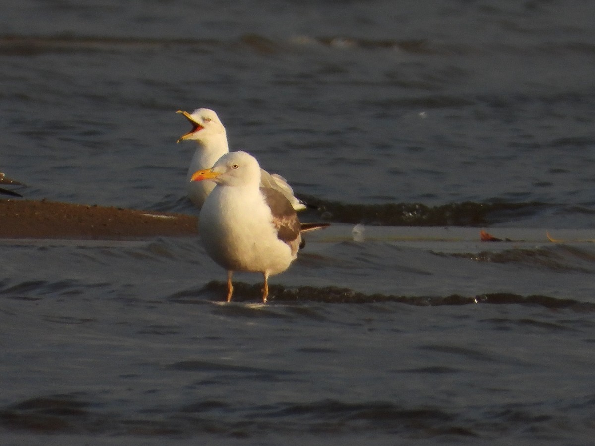 Lesser Black-backed Gull - ML642891796