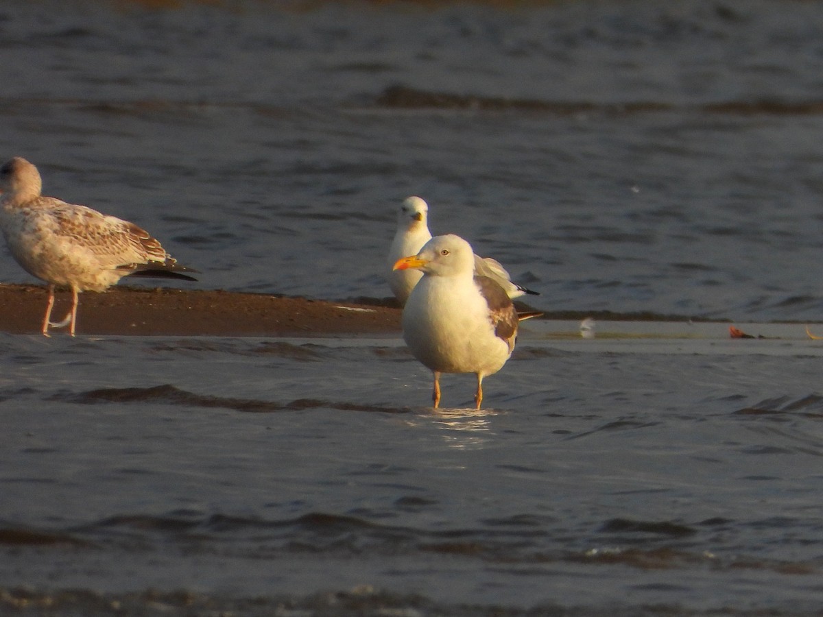 Lesser Black-backed Gull - ML642891798