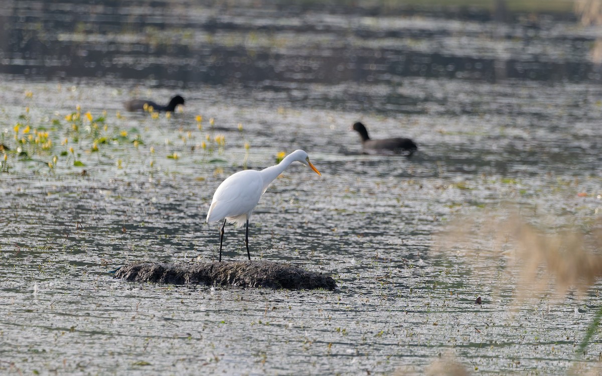 Medium Egret - ML642891839