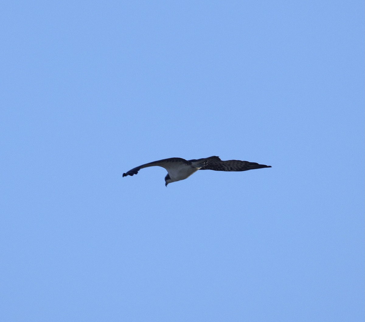 Balbuzard pêcheur - ML642891840