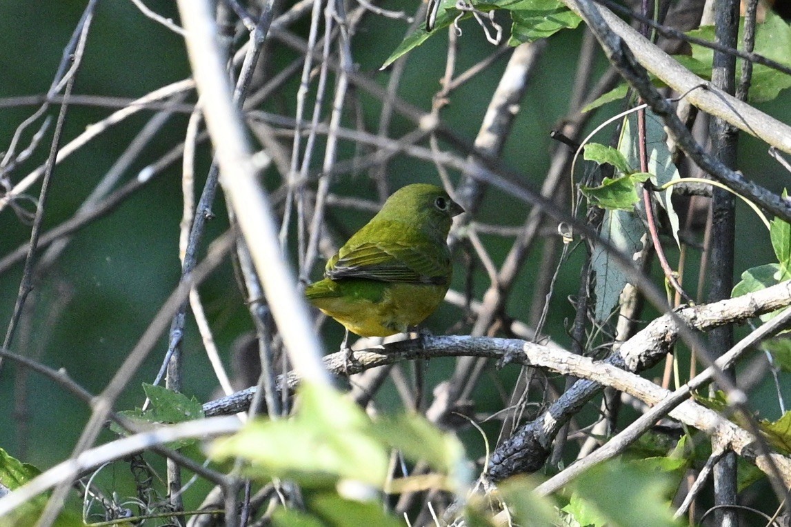 Painted Bunting - ML642891841