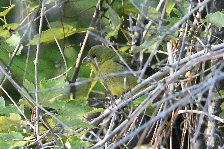 Painted Bunting - ML642891842