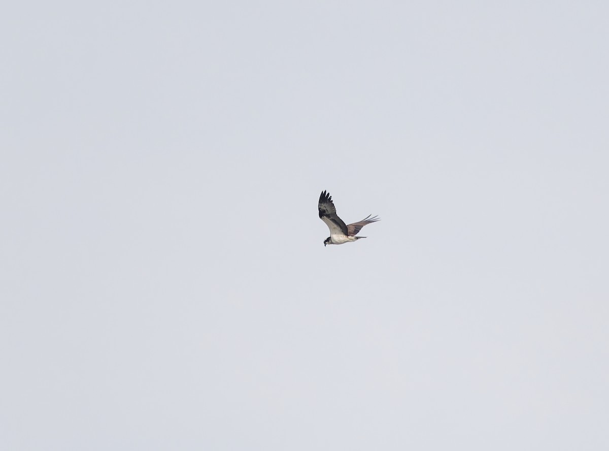 Osprey - ML642891850