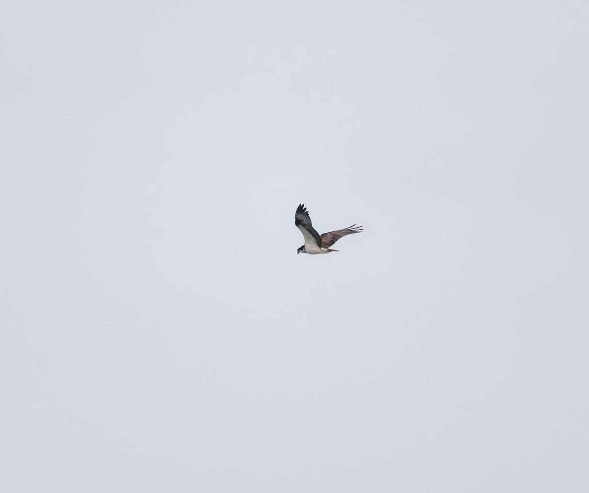 Osprey - ML642891851