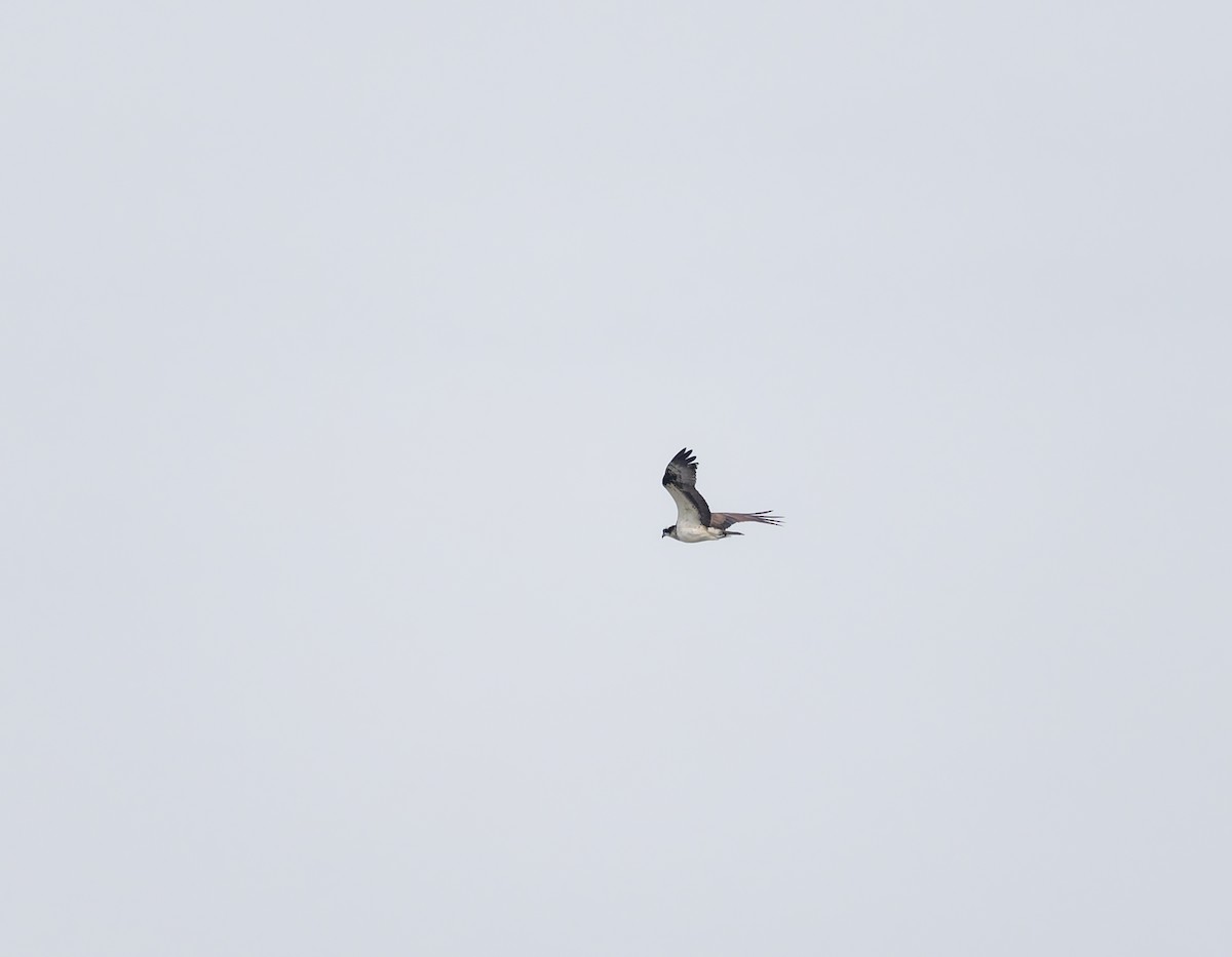 Osprey - ML642891852