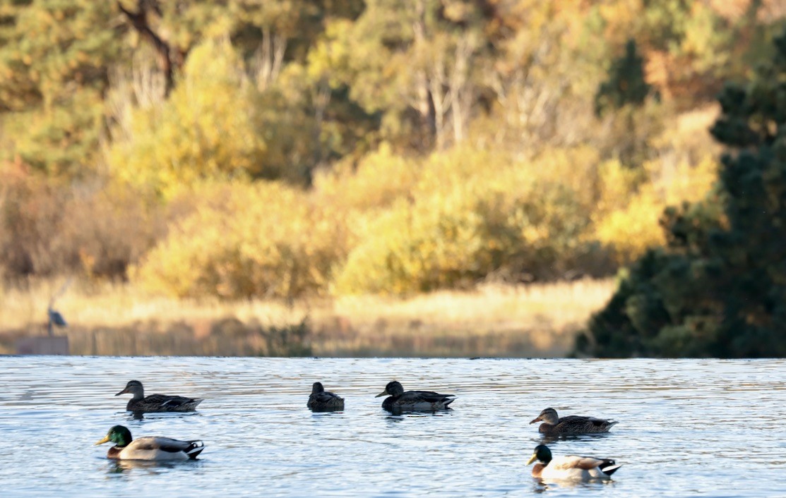 Mallard - ML642891853