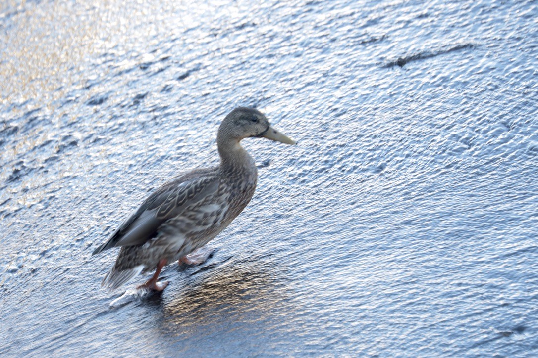 Mallard - ML642891854