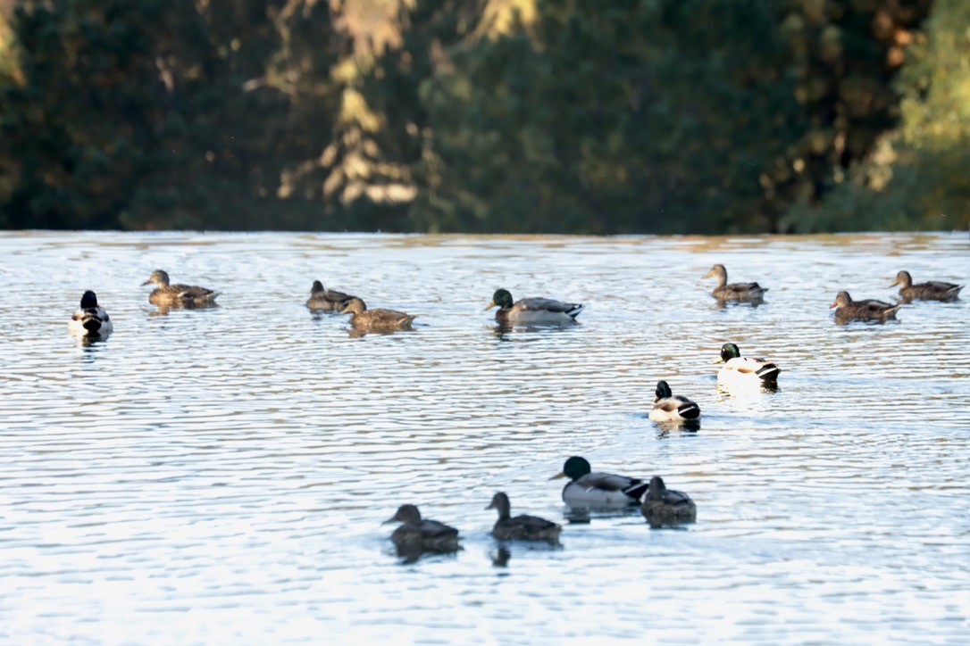 Mallard - ML642891855