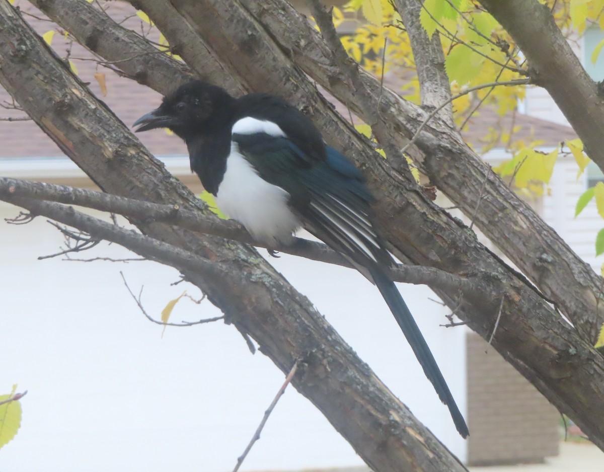Black-billed Magpie - ML642891857