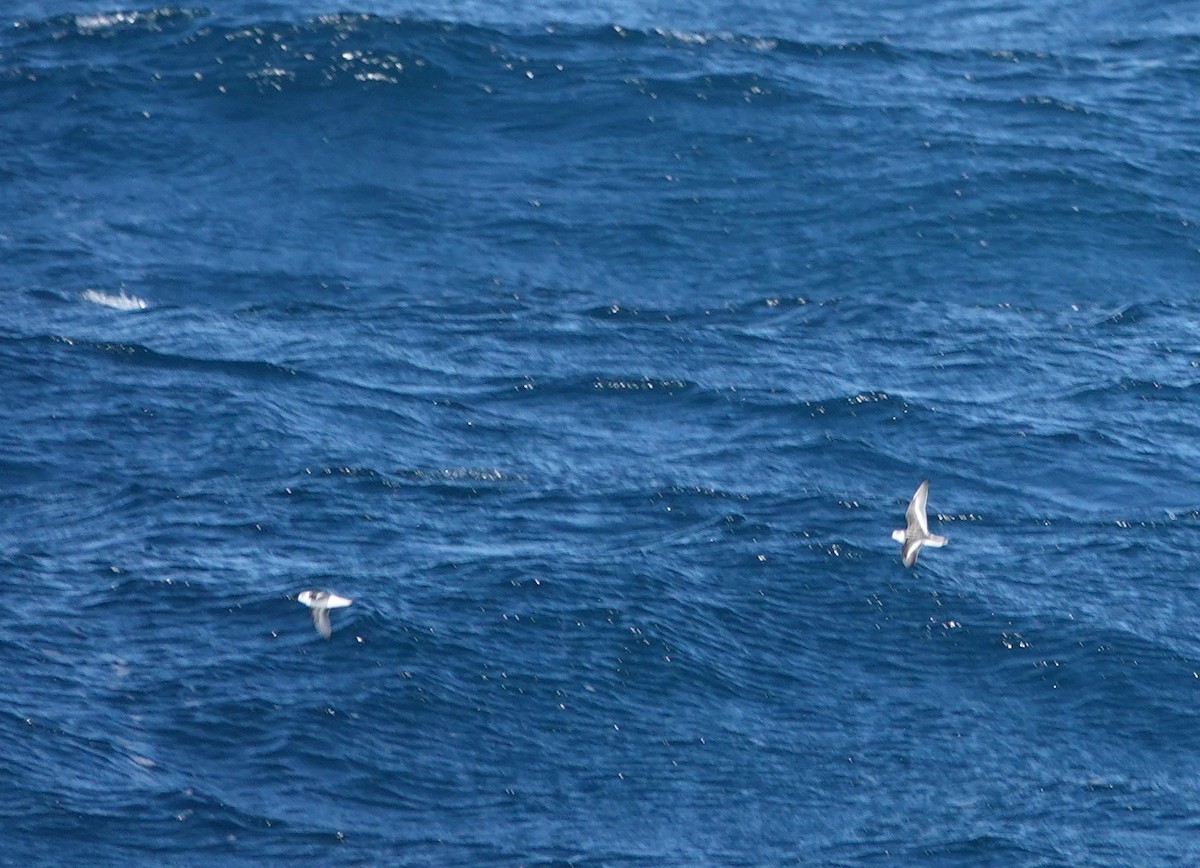 Red Phalarope - ML642891858