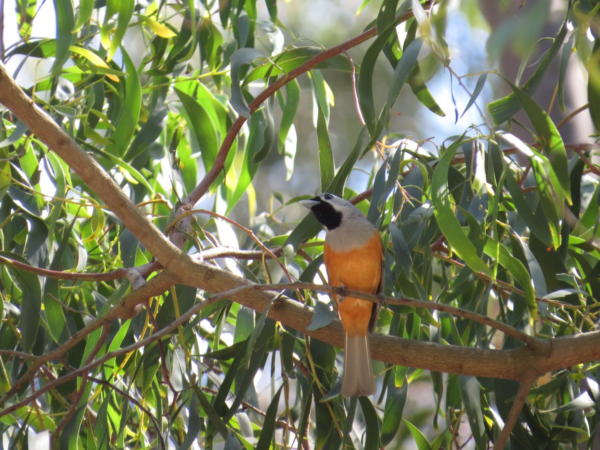 Black-faced Monarch - ML642891860