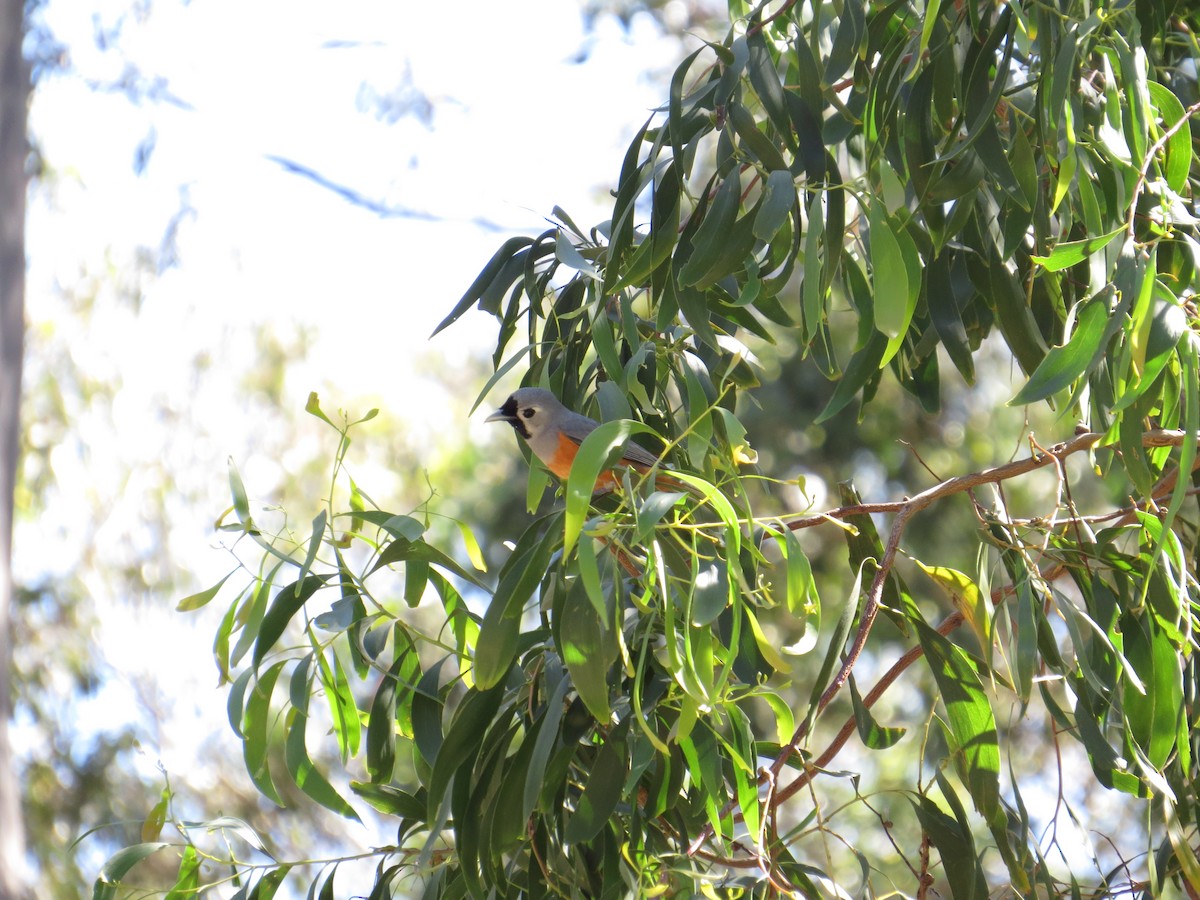 Black-faced Monarch - ML642891861