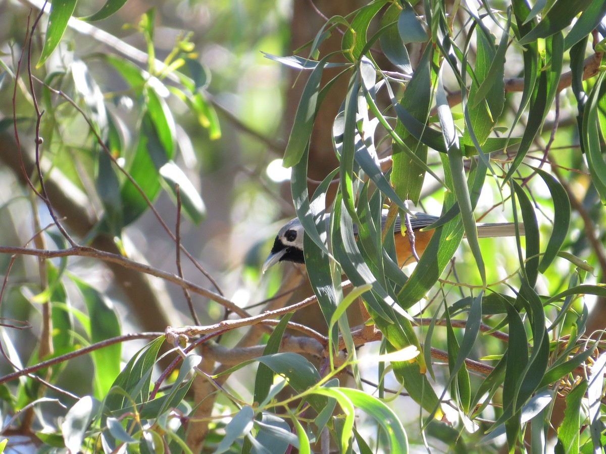 Black-faced Monarch - ML642891862