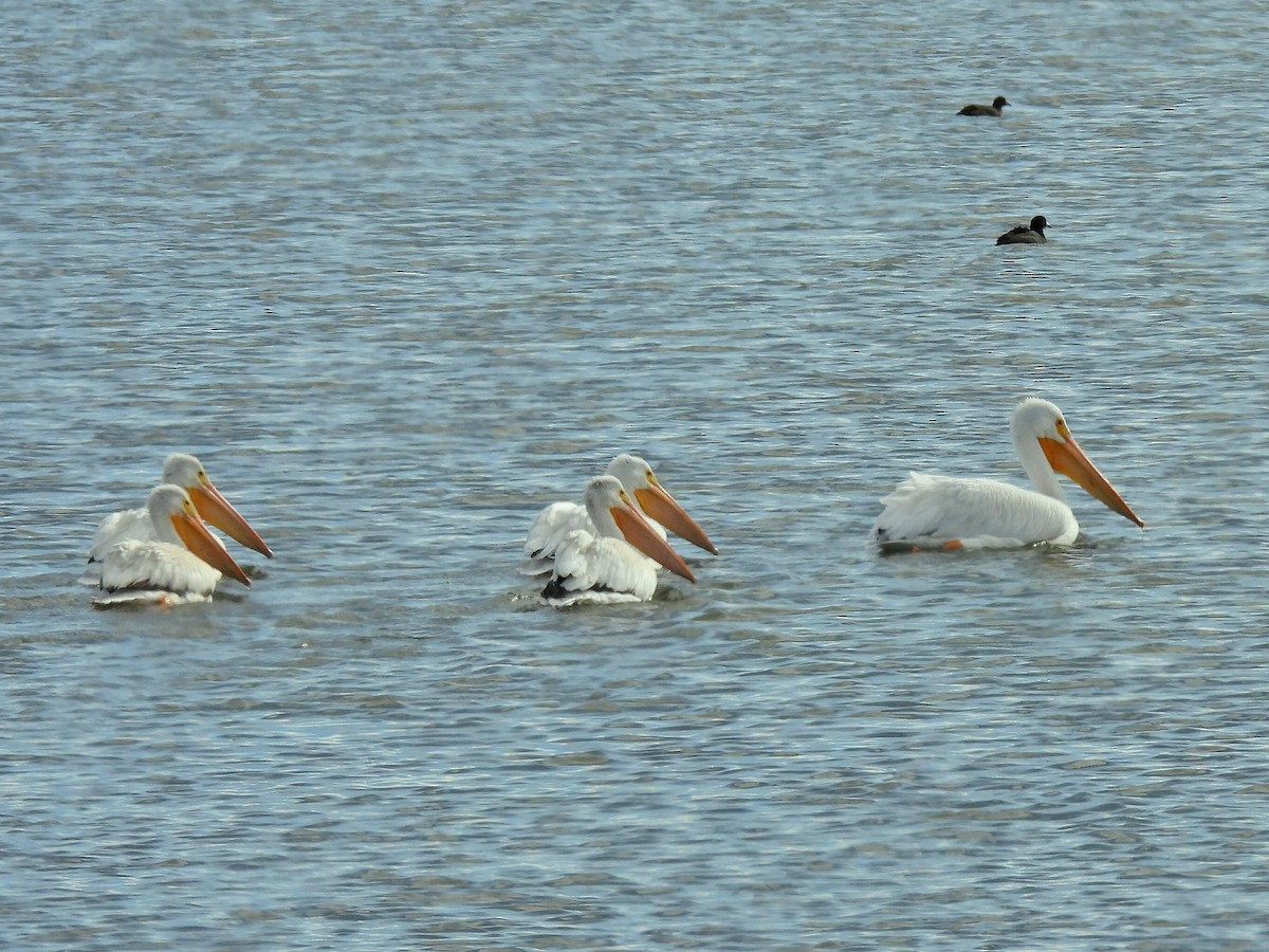 American White Pelican - ML642891863