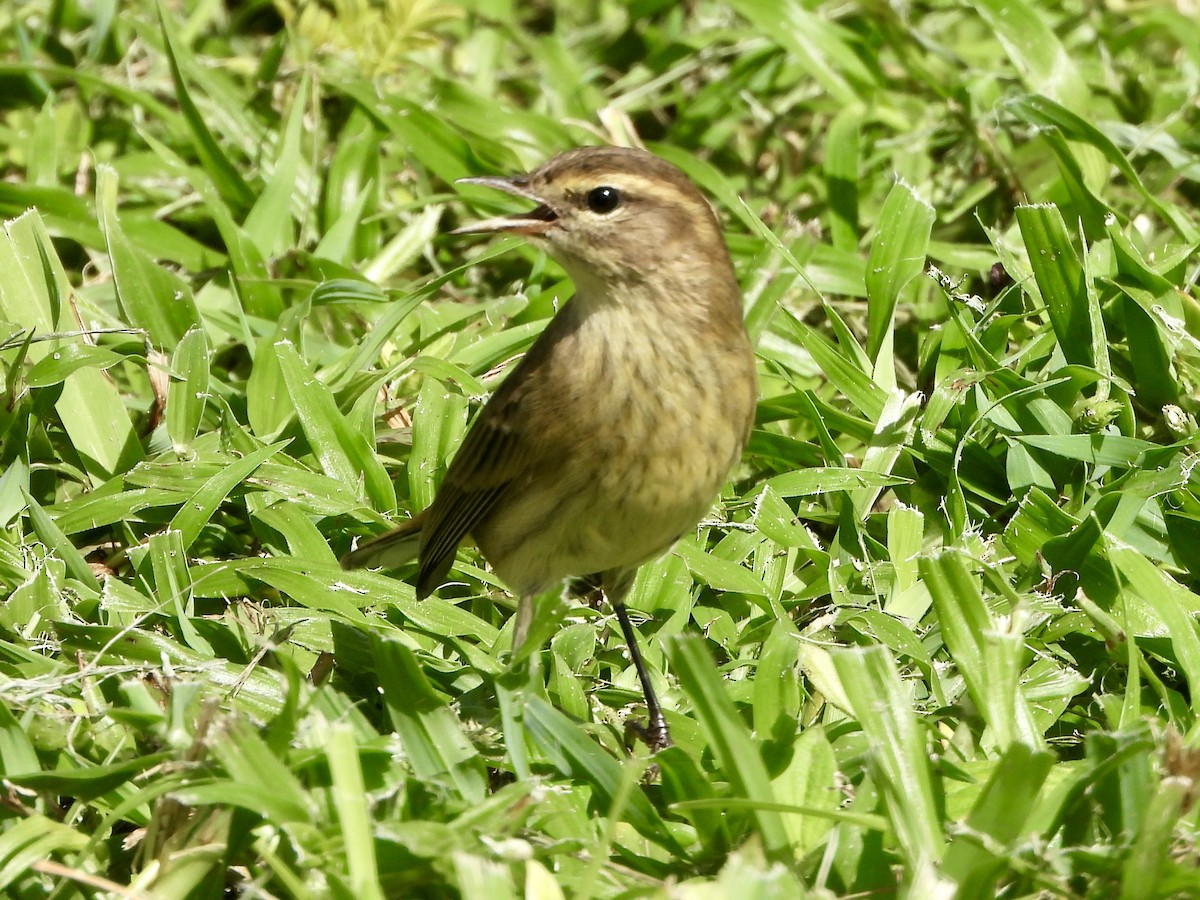 Palm Warbler - ML642891866