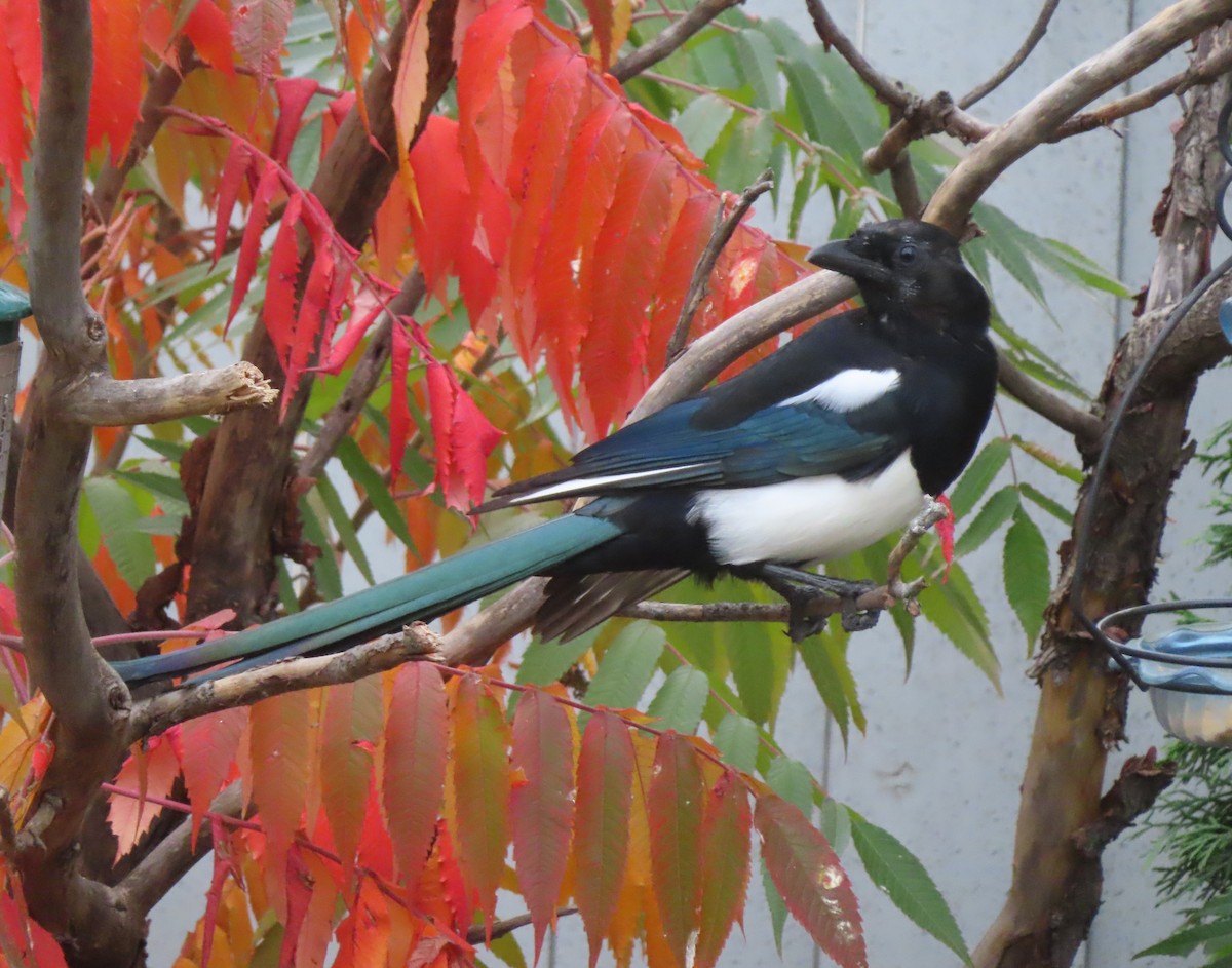 Black-billed Magpie - ML642891867