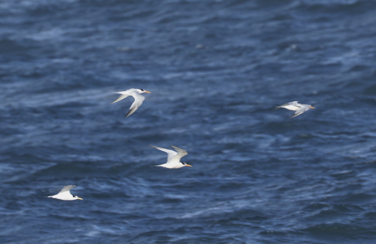 Elegant/Royal Tern - ML642891868