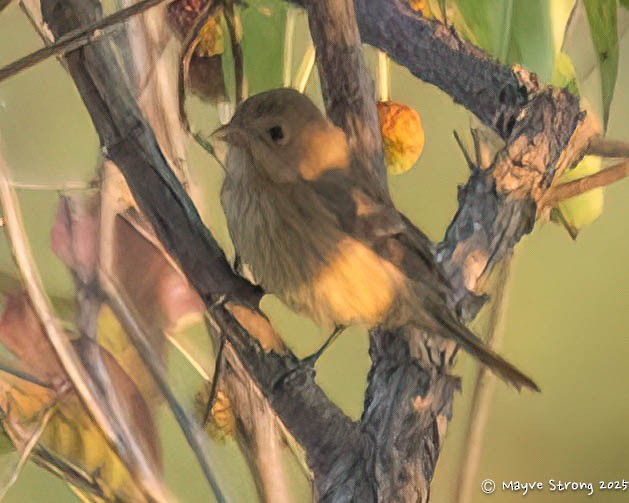 House Finch - ML642891869
