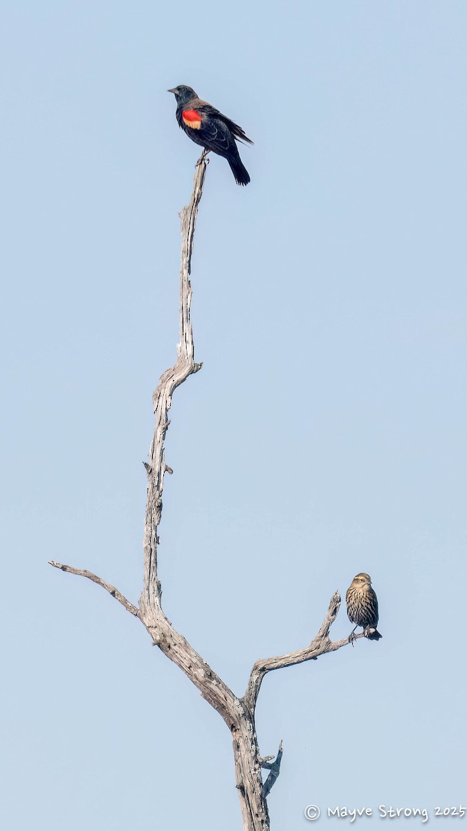 Red-winged Blackbird - ML642891871