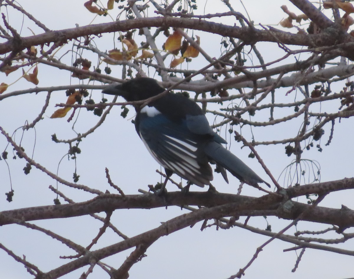 Black-billed Magpie - ML642891874