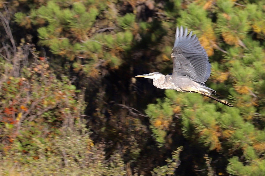 Great Blue Heron - ML642891875