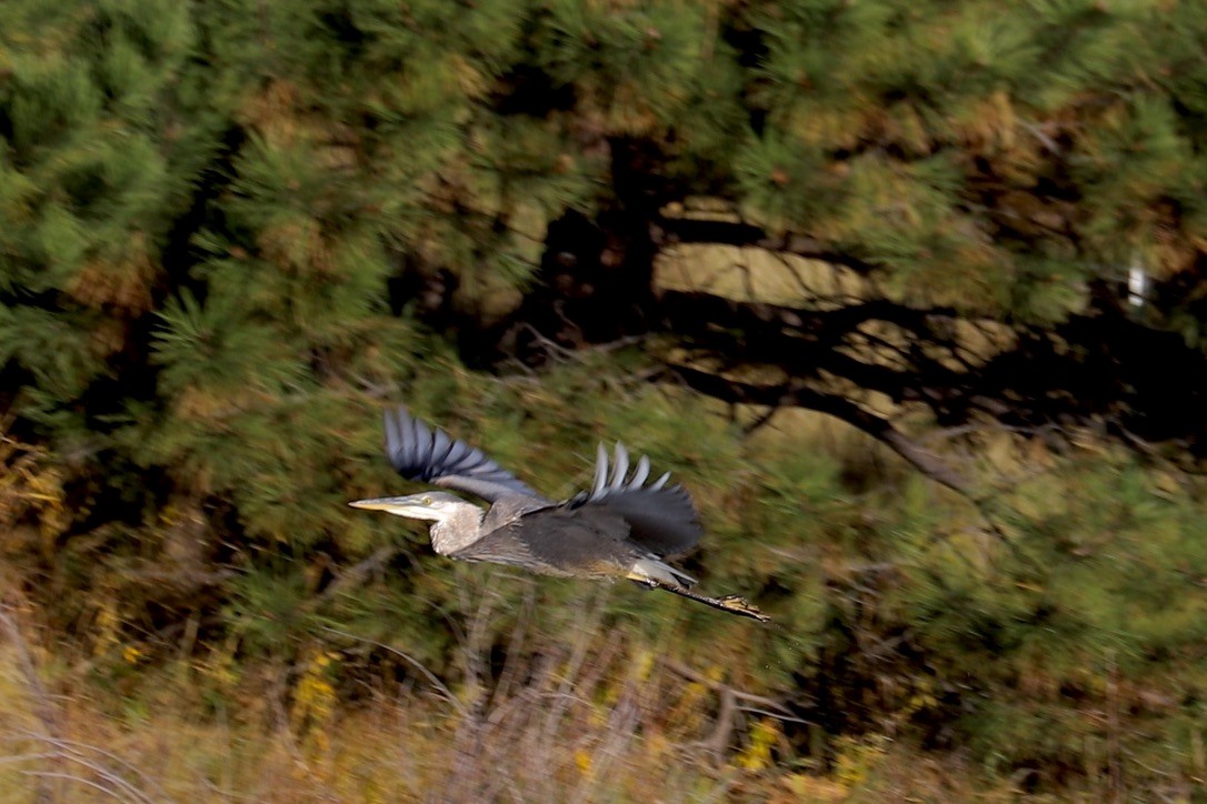 Great Blue Heron - ML642891876