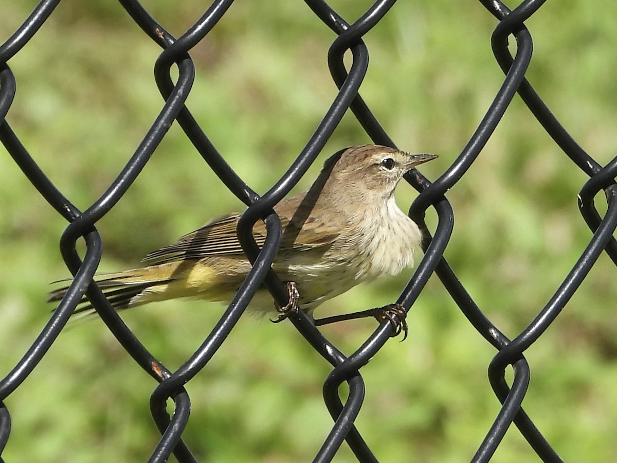 Palm Warbler - ML642891878