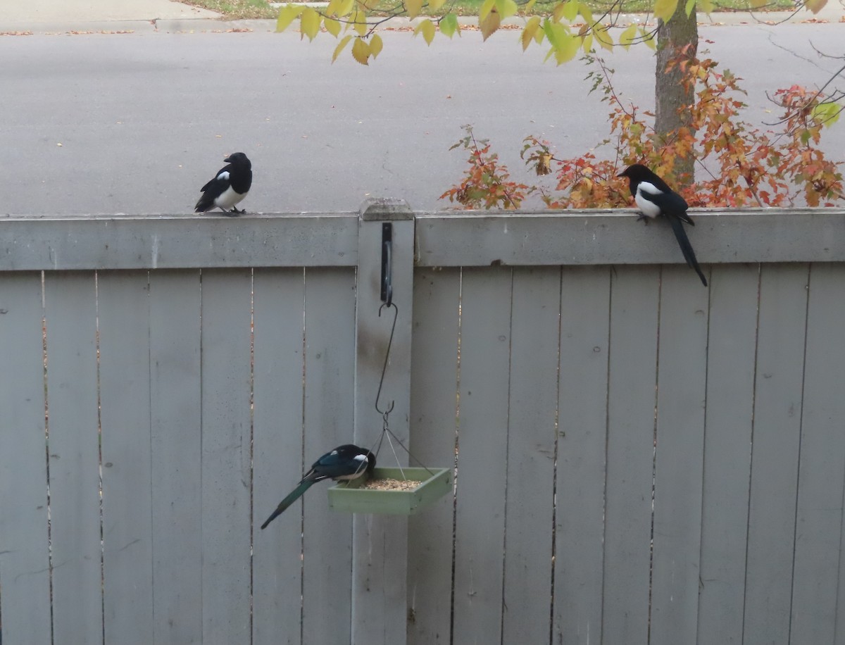 Black-billed Magpie - ML642891879