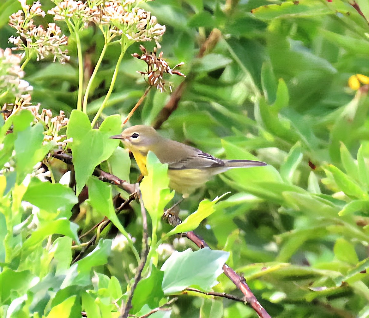 Prairie Warbler - ML642891880