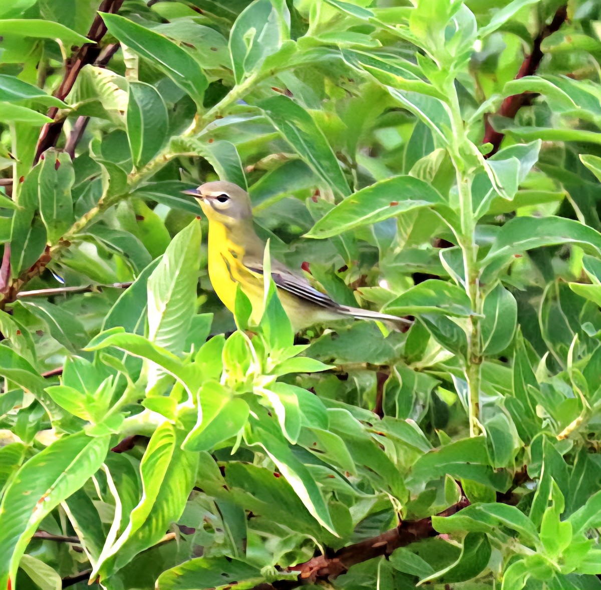 Prairie Warbler - ML642891881