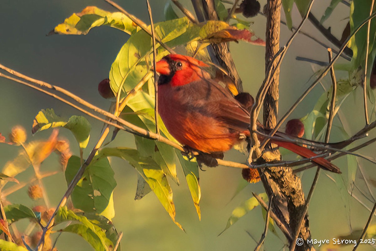 Northern Cardinal - ML642891884