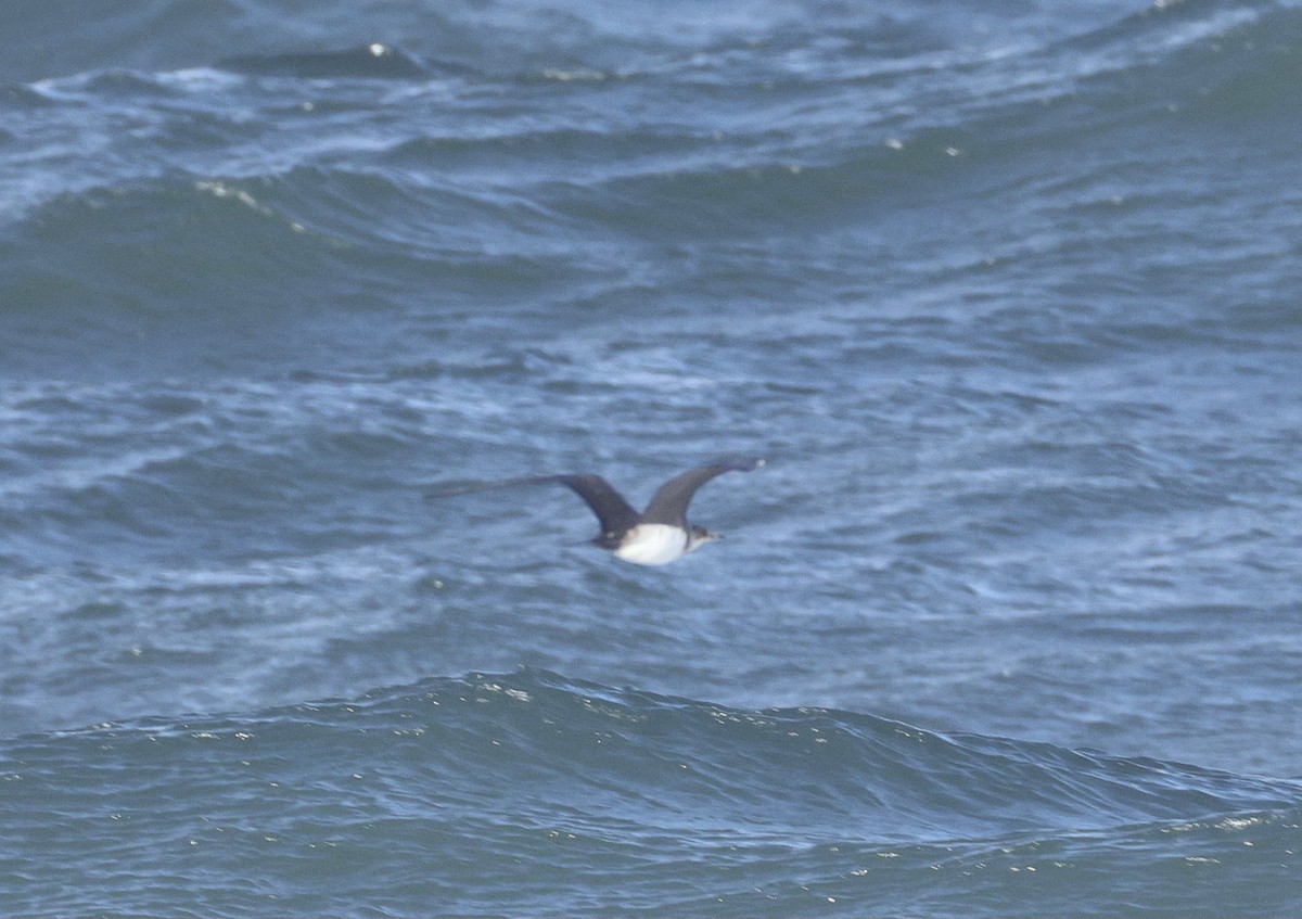 Pomarine Jaeger - ML642891885