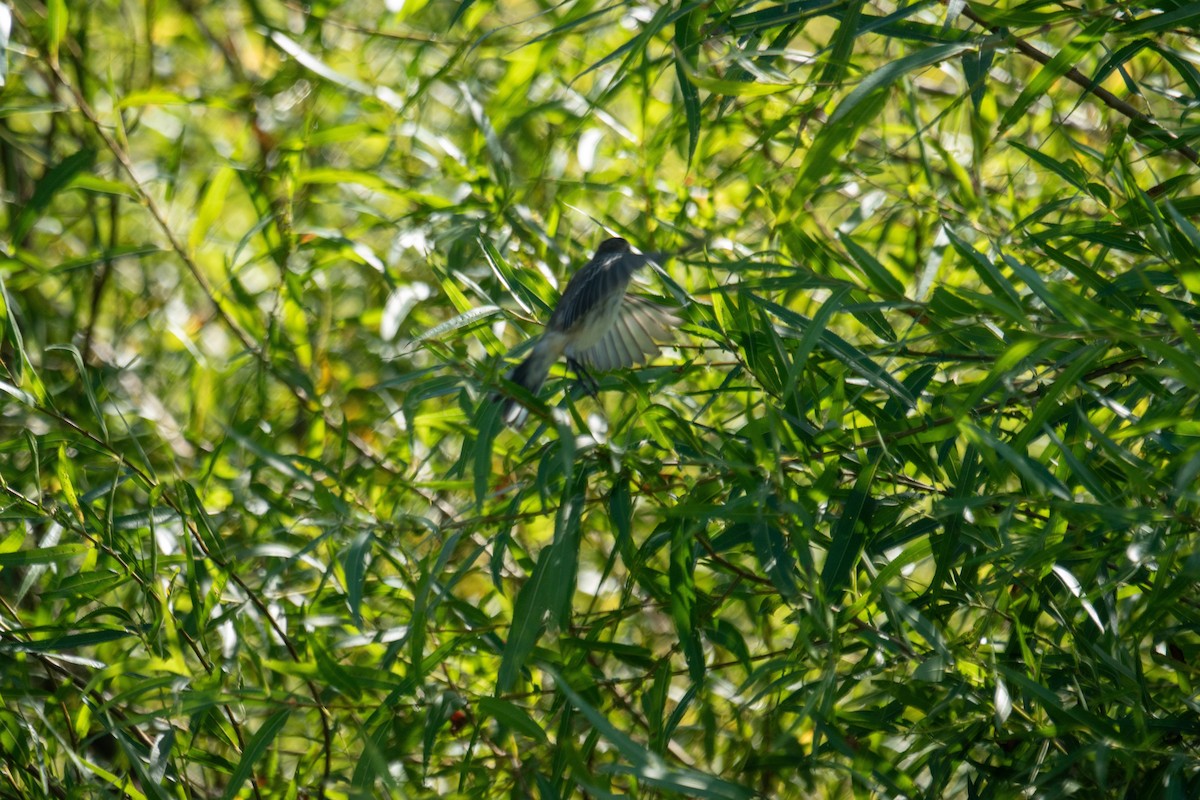 Yellow-rumped Warbler - ML642891886