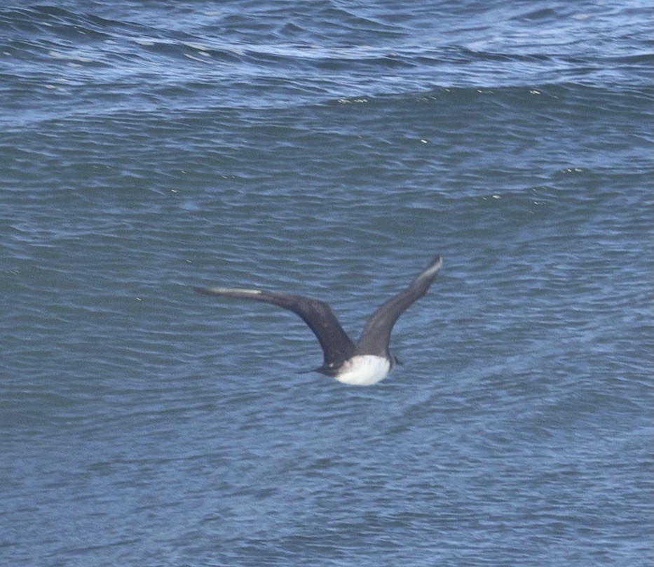 Pomarine Jaeger - ML642891891